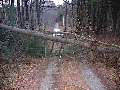 Tree over road