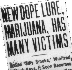 NEW DOPE LURE, MARIJUANA, HAS MANY VICTIMS