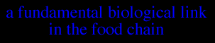 A FUNDAMENTAL BIOLOGICAL LINK IN THE FOOD CHAIN