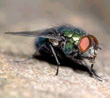 Blow Fly