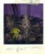 #124 Hashplant