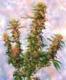 #180 Mangolian Indica