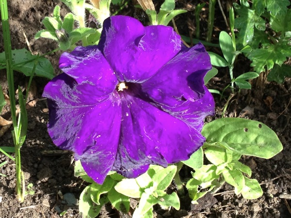 Pretty purple flower