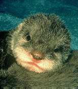 Baby Otter