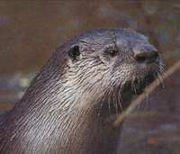 Otter in thought