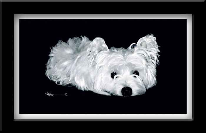 West Highland Terrier: Ginger