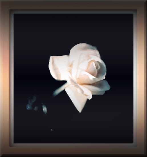 White rose