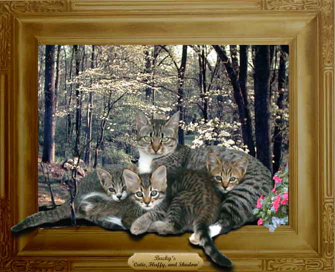 Bucky's kittens