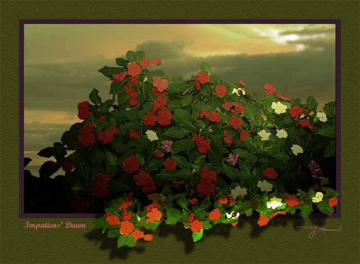 Impatiens