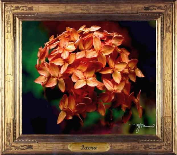Ixora flowers