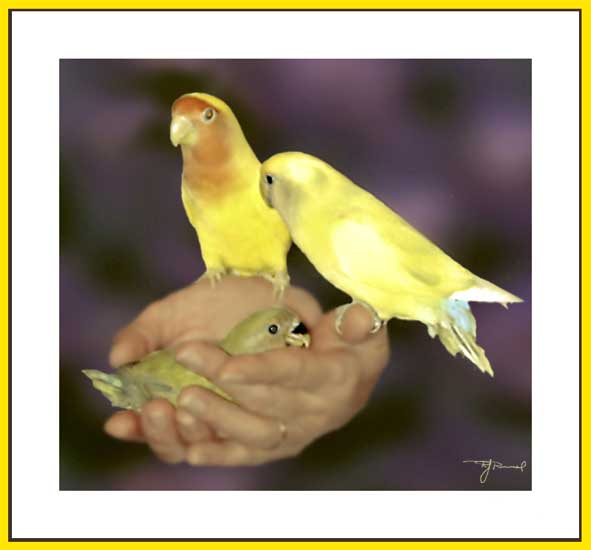 Lei's lovebirds
