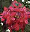 Poinsettia