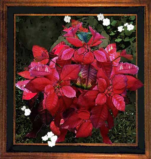 Poinsettia